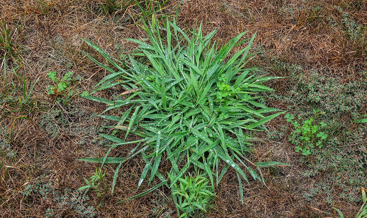 crabgrass