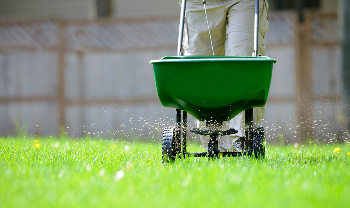 Fertilizing grass