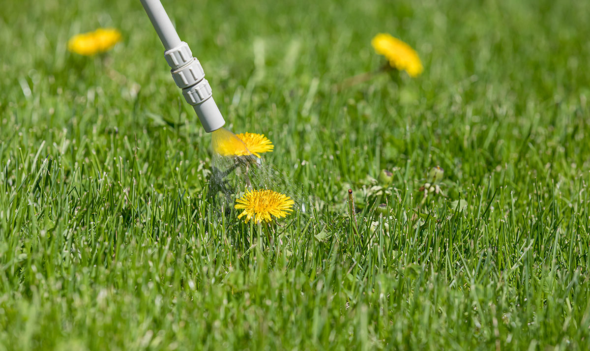 Spraying dandelions with control