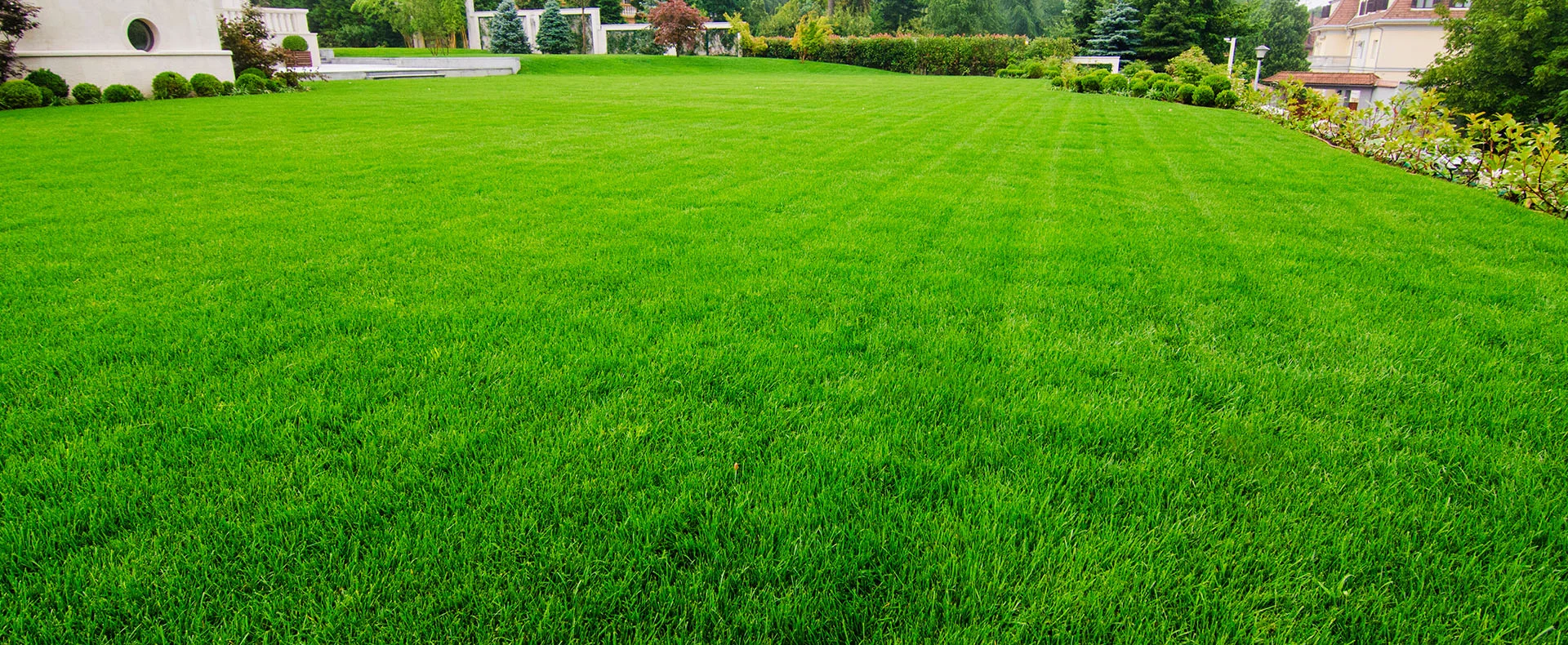 big backyard green grass
